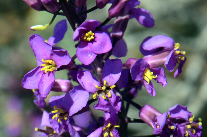 Long Valley Tumblemustard is beautiful with its long deep violet-purple petals, erect sepals and bright yellow-orange curled anthers. Thelypodiopsis ambigua 